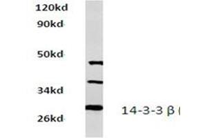 Image no. 1 for anti-14-3-3 alpha + beta (YWHAB) antibody (ABIN272264) (YWHAB 抗体)