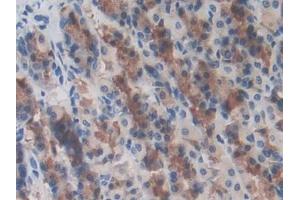 DAB staining on IHC-P; Samples: Rat Stomach Tissue (LRRC32 抗体  (AA 162-405))