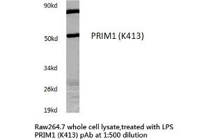 Western blot (WB) analysis of PRIM1 antibody in extracts from Raw264. (PRIM1 抗体)