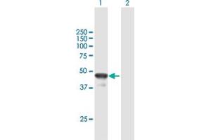 Western Blot analysis of BLZF1 expression in transfected 293T cell line by BLZF1 MaxPab polyclonal antibody. (BLZF1 抗体  (AA 1-400))