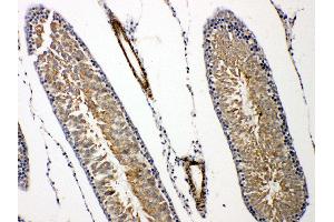 Anti-Prolactin Receptor antibody, IHC(P) IHC(P): Rat Testis Tissue (Prolactin Receptor 抗体  (C-Term))