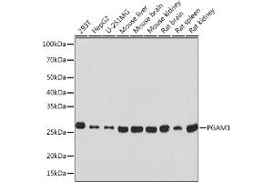 Western blot analysis of extracts of various cell lines, using PG Rabbit mAb (ABIN1679556, ABIN3018645, ABIN3018646 and ABIN7101637) at 1:1000 dilution. (PGAM1 抗体)