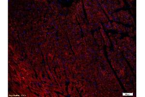 Formalin-fixed and paraffin-embedded rat heart labeled with Anti-NPY1R Polyclonal Antibody, Unconjugated 1:400, overnight at 4°C, The secondary antibody was Goat Anti-Rabbit IgG, PE conjugated-PE)used at 1:200 dilution for 40 minutes at 37°C. (NPY1R 抗体  (AA 301-382))