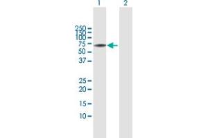 Western Blot analysis of L3MBTL4 expression in transfected 293T cell line by L3MBTL4 MaxPab polyclonal antibody. (L3MBTL4 抗体  (AA 1-534))