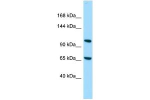 Host: Rabbit Target Name: C14orf43 Sample Type: 721_B Whole Cell lysates Antibody Dilution: 1. (ELMSAN1 抗体  (C-Term))