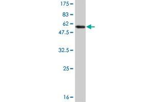 Western Blot detection against Immunogen (53. (MLF2 抗体  (AA 1-248))