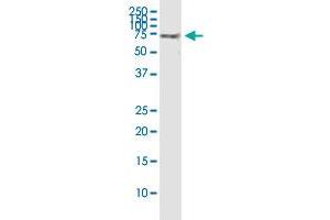 SPAG16 monoclonal antibody (M01), clone 1D2. (SPAG16 抗体  (AA 1-183))
