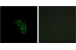 Immunofluorescence analysis of A549 cells, using RAD Antibody. (RRAD 抗体  (AA 41-90))