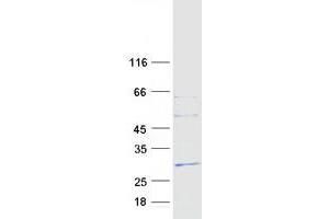 Validation with Western Blot (FNDC4 Protein (Myc-DYKDDDDK Tag))