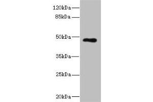 Western Blotting (WB) image for anti-Killer Cell Immunoglobulin-Like Receptor, three Domains, Long Cytoplasmic Tail, 3 (KIR3DL3) (AA 26-322) antibody (ABIN7157532)