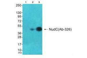 Western blot analysis of extracts from A549 cells and HepG2(Lane 3) cells, using NudC (Ab-326) antiobdy. (NUDC 抗体  (Ser326))