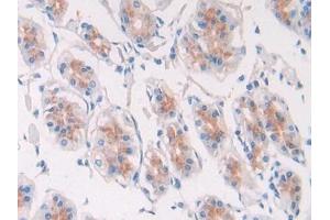 Detection of EGF in Human Stomach Tissue using Polyclonal Antibody to Epidermal Growth Factor (EGF) (EGF 抗体  (AA 609-751))