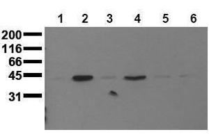 Western Blotting (WB) image for anti-Mitogen-Activated Protein Kinase 13 (MAPK13) (N-Term) antibody (ABIN126885)