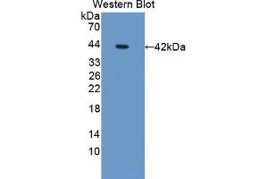 Detection of Recombinant OSTN, Mouse using Polyclonal Antibody to Osteocrin (OSTN) (Osteocrin 抗体  (AA 26-130))
