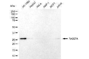 Western blotting analysis using RAB27A antibody (ABIN7800093).