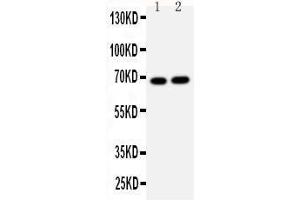 Anti-Lamin B2 antibody, Western blotting Lane 1: HELA Cell Lysate Lane 2: U87 Cell Lysate (Lamin B2 抗体  (C-Term))