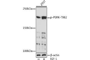 Western blot analysis of extracts of 293T cells, using Phospho-PERK-T982 Rabbit pAb (ABIN7267032) at 1:1000 dilution. (PERK 抗体  (pThr982))