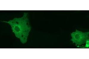 Anti-MTMR14 mouse monoclonal antibody (ABIN2453333) immunofluorescent staining of COS7 cells transiently transfected by pCMV6-ENTRY MTMR14 (RC207732). (MTMR14 抗体)