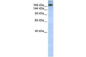 WB Suggested Anti-ADAR Antibody Titration:  0. (ADAR 抗体  (C-Term))