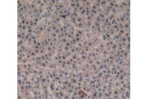 IHC-P analysis of liver tissue, with DAB staining. (Orexin A 抗体  (AA 32-123))