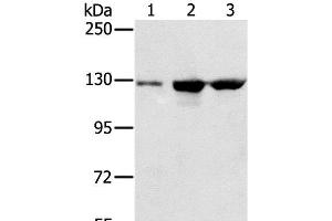 Western Blot analysis of A549, K562 and hela cell using NAT10 Polyclonal Antibody at dilution of 1:200 (NAT10 抗体)