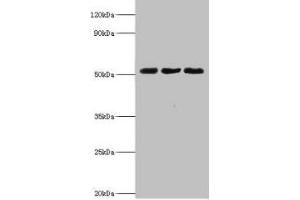 Western blot All lanes: BAG family molecular chaperone regulator 5 antibody at 2 μg/mL Lane 1: Mouse kidney tissue Lane 2: Mouse brain tissue Lane 3: Hela whole cell lysate Secondary Goat polyclonal to rabbit IgG at 1/10000 dilution Predicted band size: 52, 57 kDa Observed band size: 52 kDa (BAG5 抗体  (AA 1-447))