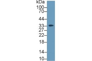 Western Blot; Sample: Human K562 cell lysate; Primary Ab: 2µg/ml Rabbit Anti-Rat HABP1 Antibody Second Ab: 0. (C1QBP 抗体  (AA 72-279))