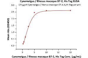 ELISA image for CD86 (CD86) (AA 19-240) protein (His tag) (ABIN2180853)