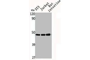 Western Blot analysis of NIH-3T3 Jurkat RAT-intestine cells using CSN3 Polyclonal Antibody (COPS3 抗体  (Internal Region))