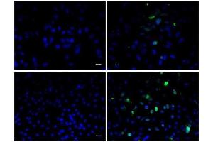 Image provided by One World Lab validation program. (BrdU 抗体)