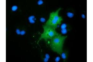 Anti-RBBP9 mouse monoclonal antibody (ABIN2453591) immunofluorescent staining of COS7 cells transiently transfected by pCMV6-ENTRY RBBP9 (RC202090). (RBBP9 抗体)