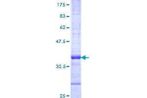 RNF26 Protein (AA 344-433) (GST tag)