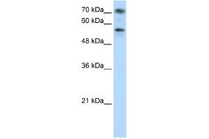 BRD7 抗体  (C-Term)