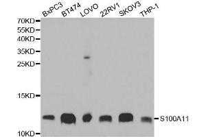 Western blot analysis of extracts of various cell lines, using S100A11 antibody. (S100A11 抗体  (AA 1-105))
