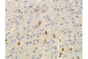 Phospho-Paxillin (Ser178) Antibody at 1/100 staining Mouse brain tissue by IHC-P. (Paxillin 抗体  (pSer178))