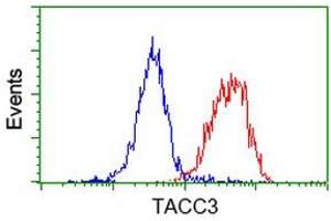 Image no. 3 for anti-Transforming, Acidic Coiled-Coil Containing Protein 3 (TACC3) antibody (ABIN1498095) (TACC3 抗体)