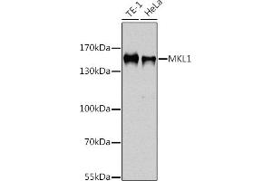 Western blot analysis of extracts of various cell lines, using MKL1 antibody  at 1:1000 dilution. (MKL1 抗体  (AA 1-280))