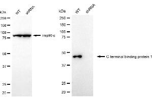 Western blotting analysis using C-terminal binding protein 1 antibody (ABIN7797815). (Recombinant CTBP1 抗体)