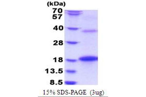 BMP8B Protein (AA 264-402) (His tag)