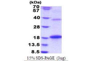 SDS-PAGE (SDS) image for Bone Morphogenetic Protein 8B (BMP8) (AA 264-402) protein (His tag) (ABIN5853786) (BMP8B Protein (AA 264-402) (His tag))