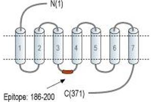 Representative domain view of the target of ABIN7884961.