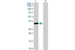 Western Blotting (WB) image for anti-Zinc Finger, Matrin-Type 3 (ZMAT3) (AA 1-289) antibody (ABIN528625)