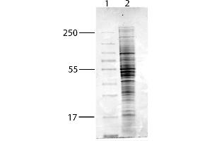 Western Blotting (WB) image for MCF-7 Whole Cell Lysate (H2O2 Stimulated) (ABIN964026) (MCF-7 Whole Cell Lysate (H2O2 Stimulated))