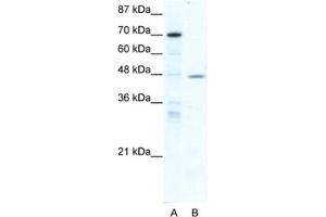Western Blotting (WB) image for anti-Nuclear Receptor Subfamily 2, Group F, Member 6 (NR2F6) antibody (ABIN2460630) (NR2F6 抗体)