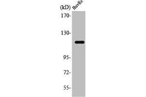 Western Blot analysis of HuvEc cells using ST18 Polyclonal Antibody (ST18 抗体  (N-Term))