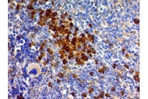 Image no. 2 for anti-CD63 (CD63) antibody (ABIN6188015) (CD63 抗体)
