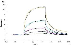 Surface Plasmon Resonance (SPR) image for Tumor Necrosis Factor (Ligand) Superfamily, Member 18 (TNFSF18) (AA 72-199) protein (His tag) (ABIN7274678)
