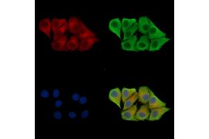 anti-Membrane transport protein XK (XK) antibody