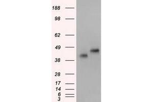 Image no. 1 for anti-Basigin (Ok Blood Group) (BSG) antibody (ABIN1498023) (CD147 抗体)