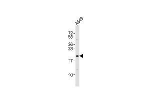 Western Blotting (WB) image for anti-Epiregulin (EREG) (AA 137-165), (C-Term) antibody (ABIN650993)